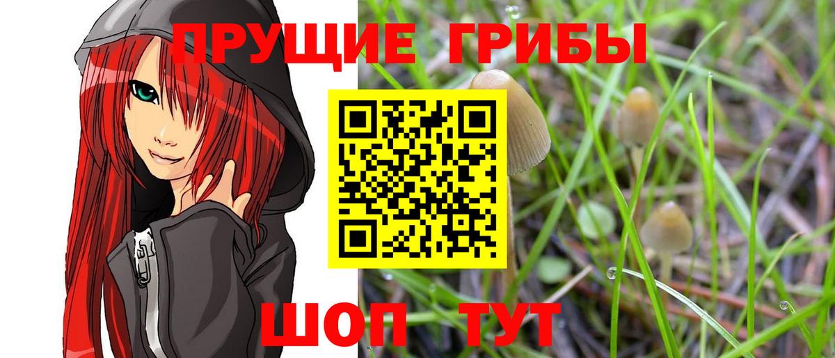 Псилоцибиновые грибы Psilocybe  где купить наркоту  Вход с VPN  Кинешма  Псилоцибиновые грибы мухоморы 